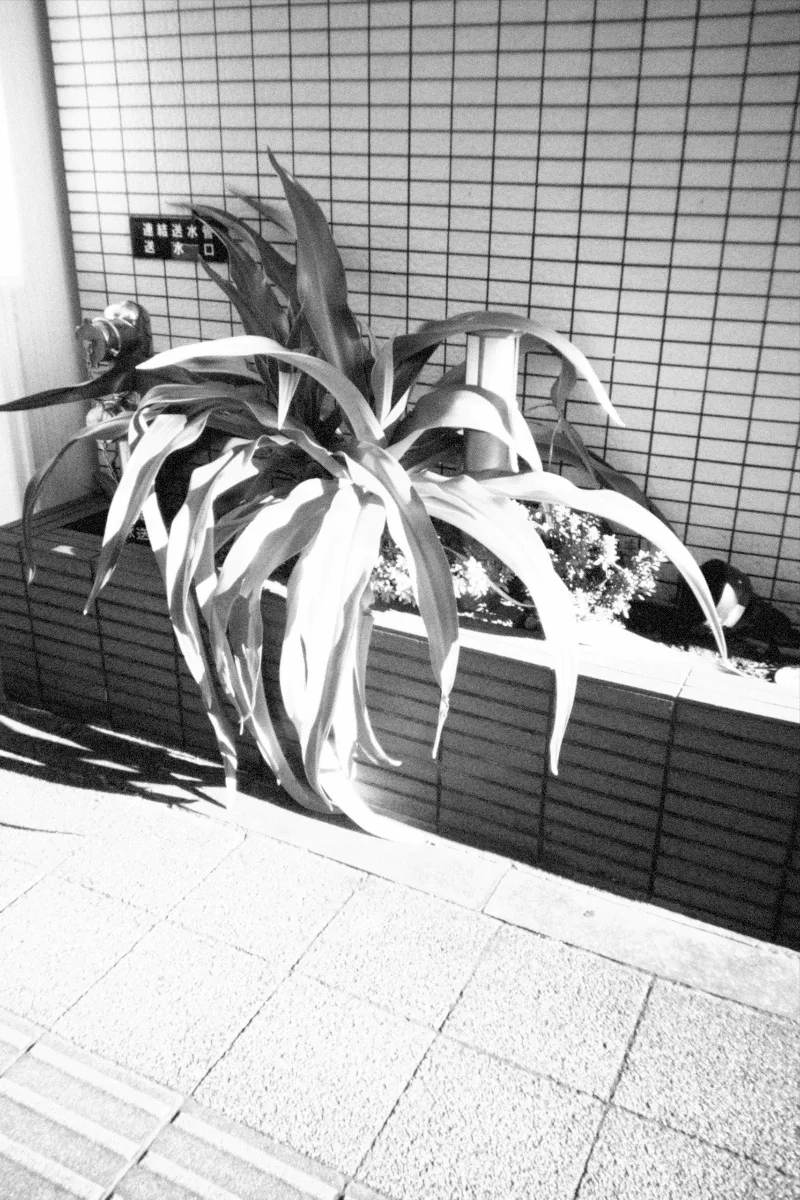 2024-12-20-flashbackmono-8.jpg