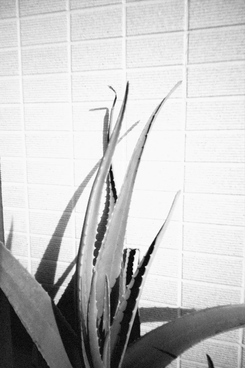 2024-12-29-flashbackmono-20.jpg