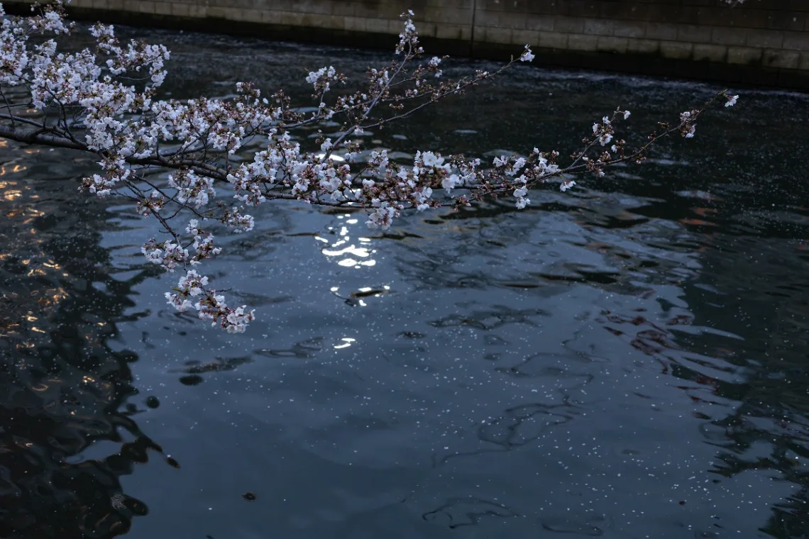 20250403-R0000410.jpg