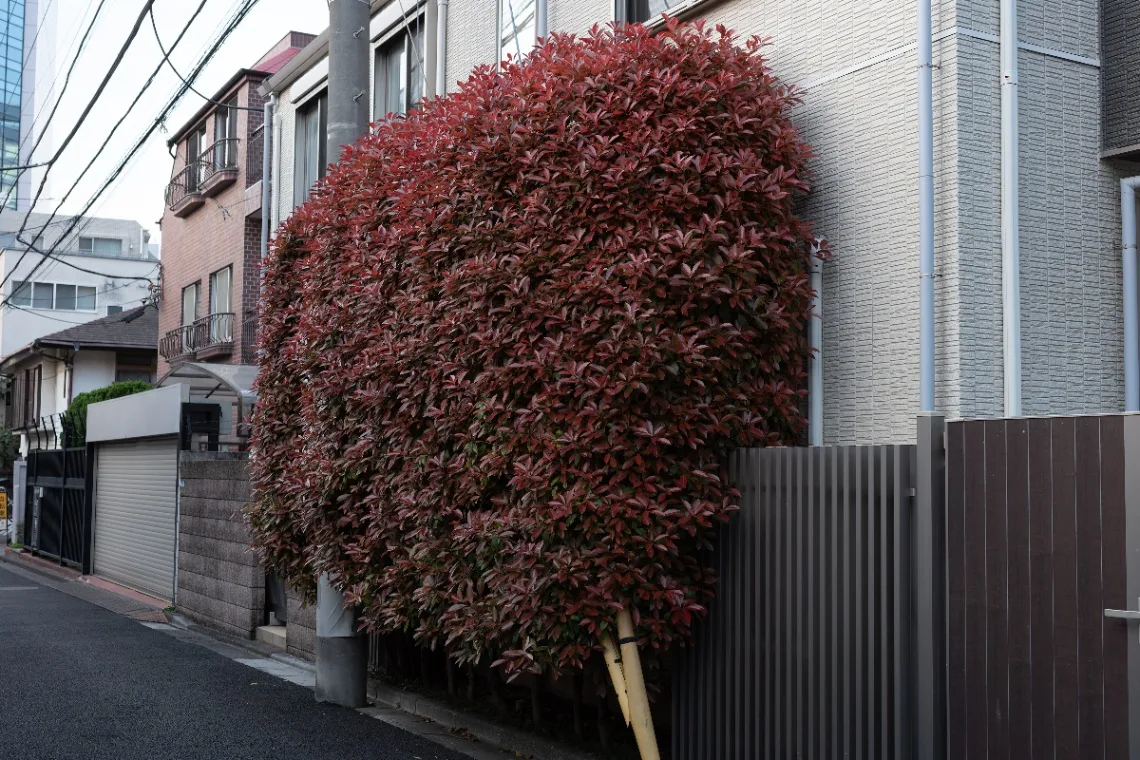 20250418-R0000587.jpg