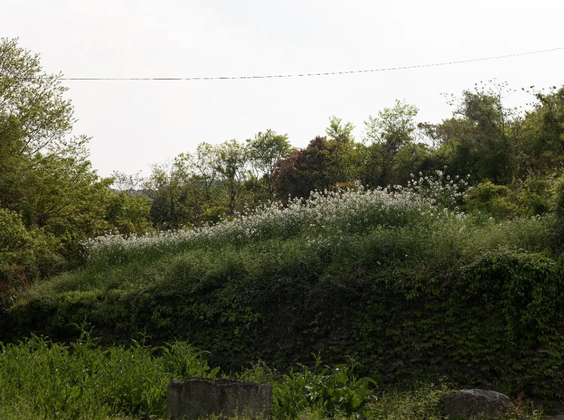 20250425-L1004941.jpg