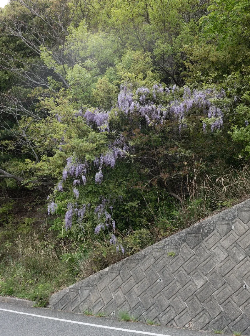 20250425-L1005014.jpg