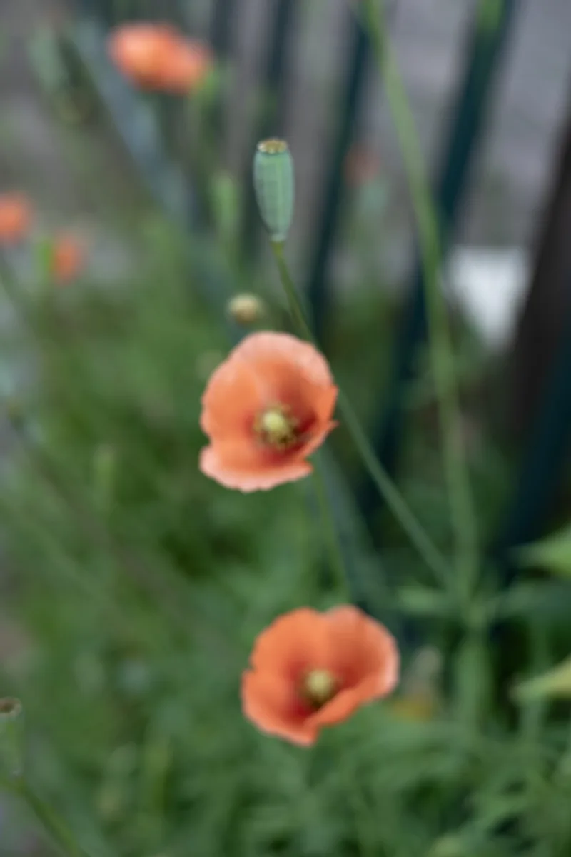 20250508-R0000801.jpg