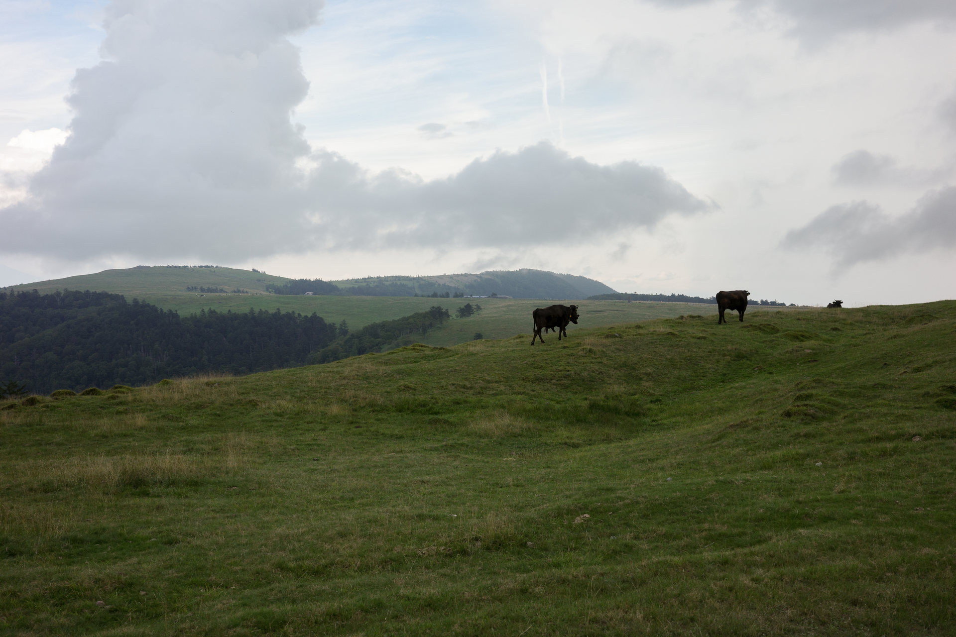 R0002005.webp
